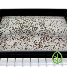 Load image into Gallery viewer, Microgreen seeds scattered on On The Grow 10x10 reusable steel grow medium showing seed-to-mesh size relationship
