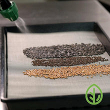 Load image into Gallery viewer, Three varieties of microgreen seeds being misted on On The Grow reusable steel grow medium in 10x20 tray
