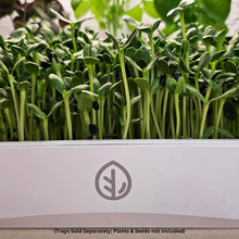 Load image into Gallery viewer, Sunflower microgreens growing on the On The Grow 7x14 reusable silicone grow medium in a white tray
