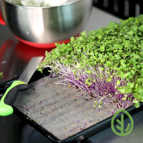 1020 Reusable Microgreen Grow Medium with Purple Kohlrabi Microgreens growing