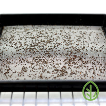Load image into Gallery viewer, 10x10 Reusable Microgreen Grow Medium with Microgreen seeds
