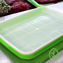 Load image into Gallery viewer, Single large microgreen / sprouting tray set
