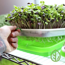 Load image into Gallery viewer, Hand lifting the mesh insert from a large sprouting tray showing radish microgreens and root system growing underneath

