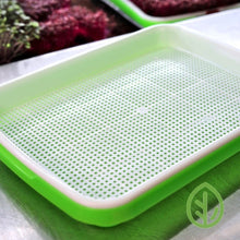 Load image into Gallery viewer, Close-up of a single large sprouting tray showing the white mesh insert with microgreens growing in background

