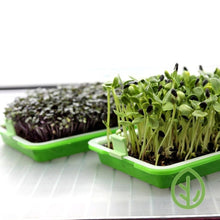 Load image into Gallery viewer, Two small sprouting trays with sunflower and radish microgreens growing on a wire shelf

